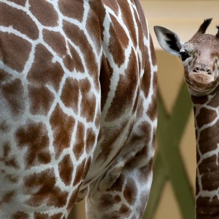 ARTIS Amsterdam Royal Zoo: Entry Ticket – Recently Added Experiences TMLH.com Special Offers, Deals & Discounts in Turkey