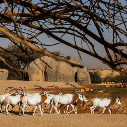 Al Ain Zoo Tickets – Experiences TMLH.com Special Offers, Deals & Discounts in Turkey