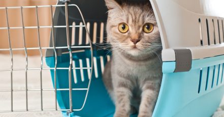Animal Rental Sharjah & N. Emirates TMLH.com Special Offers, Deals & Discounts in Turkey