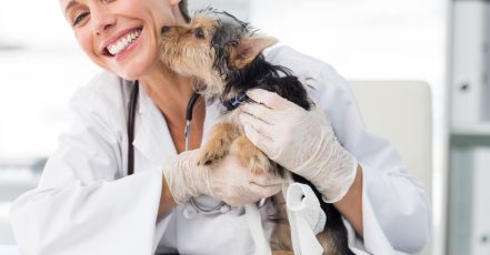 Annual Or First Vaccination Or Feline Neutering For Cats Dubai TMLH.com Special Offers, Deals & Discounts in Turkey