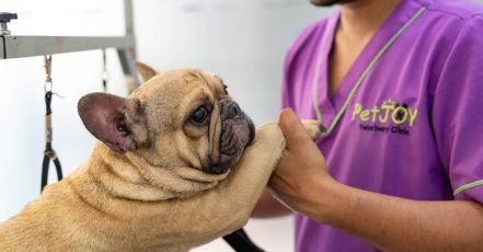 Basic Grooming Session At Pet Joy Veterinary Clinic Dubai TMLH.com Special Offers, Deals & Discounts in Turkey