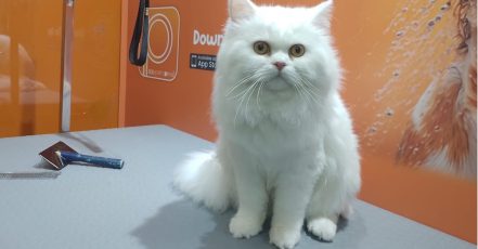 Basic Or Full Grooming At Pet Corner Dubai TMLH.com Special Offers, Deals & Discounts in Turkey