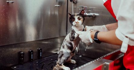 Basic Or Full Grooming For Cats Or Dogs At Pets Habitat Dubai TMLH.com Special Offers, Deals & Discounts in Turkey