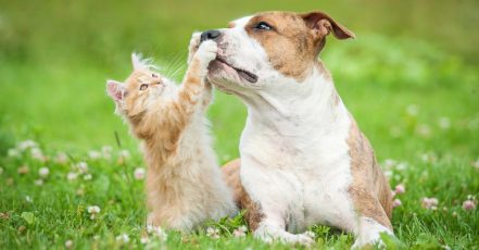 Basic O Full Grooming For Small Dog/Cat, Medium, Large, Or Xlarge Dog Sharjah & N. Emirates TMLH.com Special Offers, Deals & Discounts in Turkey