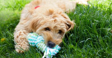 Basic Pet Grooming Abu Dhabi TMLH.com Special Offers, Deals & Discounts in Turkey