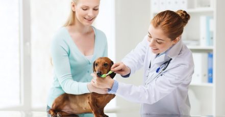 Full Dental Scaling For Pets At Pet Joy Veterinary Clinic Dubai TMLH.com Special Offers, Deals & Discounts in Turkey