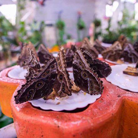 Butterfly Garden – Must-see attractions TMLH.com Special Offers, Deals & Discounts in Turkey