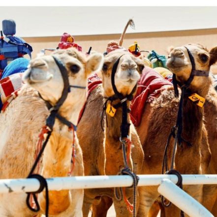 Camelicious Dubai – Must-see attractions TMLH.com Special Offers, Deals & Discounts in Turkey