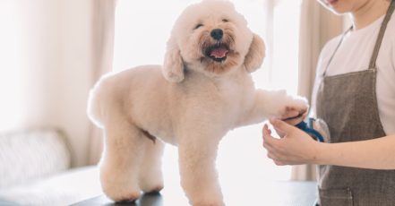 Up To 42% Off On At Cloud Pet Salon And Boarding Sharjah & N. Emirates TMLH.com Special Offers, Deals & Discounts in Turkey
