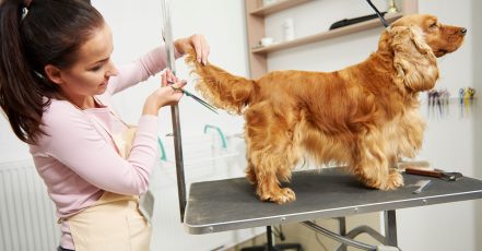 Cat Or Dog Grooming Abu Dhabi TMLH.com Special Offers, Deals & Discounts in Turkey