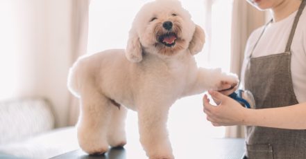 Cat Or Dog Small | Medium | Large Basic/ Full Grooming Or Washing Only Dubai TMLH.com Special Offers, Deals & Discounts in Turkey