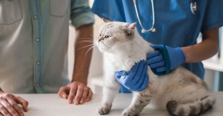Cat/Dog Annual Vaccination, Full Check-Up W/ Optional Nail Trim & More Dubai TMLH.com Special Offers, Deals & Discounts in Turkey