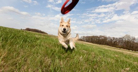 Dental Care For Cats Or Dogs Abu Dhabi TMLH.com Special Offers, Deals & Discounts in Turkey