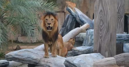 Dive Into Fun: Zoo Entrance With Activity And Aed 50/100/200 Voucher Abu Dhabi TMLH.com Special Offers, Deals & Discounts in Turkey