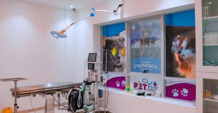 Dog / Cat Grooming From Best Veterinary Clinic In The Uae Award Winner Dubai TMLH.com Special Offers, Deals & Discounts in Turkey