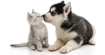 Dog/Cat Medical Check Up At Al Raha Veterinary Clinic Abu Dhabi TMLH.com Special Offers, Deals & Discounts in Turkey