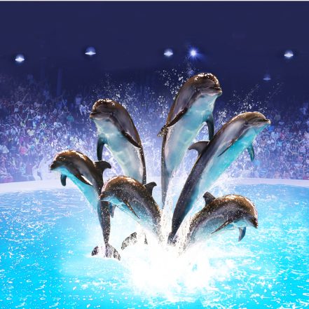 Dolphin & Seal Show – Dubai Dolphinarium – Must-see attractions TMLH.com Special Offers, Deals & Discounts in Turkey