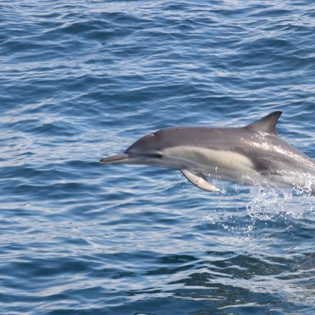 Dolphins Watching – Sightseeing and Tours TMLH.com Special Offers, Deals & Discounts in Turkey