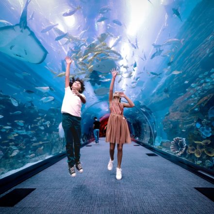 Dubai Aquarium & Underwater Zoo – Penguin Cove & Nursery Experience – Experiences TMLH.com Special Offers, Deals & Discounts in Turkey