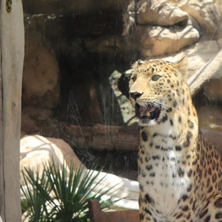 Emirates Park Zoo – Experiences TMLH.com Special Offers, Deals & Discounts in Turkey
