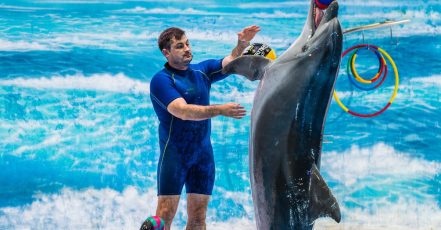 Enjoy Painting Dolphins, Juggling Seals, & Exotic Birds In Action Sharjah & N. Emirates TMLH.com Special Offers, Deals & Discounts in Turkey