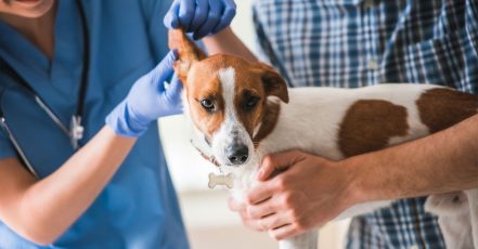 Ensure Your Pets Health With Annual Vaccination For Cat Or Dog! Dubai TMLH.com Special Offers, Deals & Discounts in Turkey