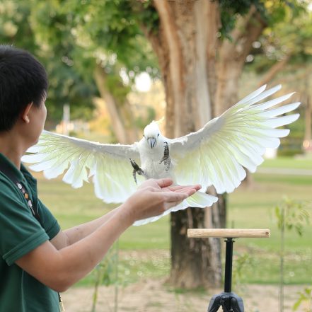 Exotic Bird Show – Dubai Dolphinarium – Dubai Dolphinarium TMLH.com Special Offers, Deals & Discounts in Turkey