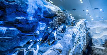 Explore Dubai Aquarium, Underwater Zoo And Penguin Cove Dubai TMLH.com Special Offers, Deals & Discounts in Turkey