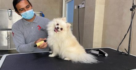 Extensive Pet Grooming Service Dubai TMLH.com Special Offers, Deals & Discounts in Turkey
