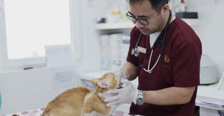 Fluff & Shine: Treat Your Pet To Luxury! Dubai TMLH.com Special Offers, Deals & Discounts in Turkey