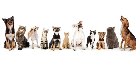 Full Cat And Dog Grooming In Jlt Dubai TMLH.com Special Offers, Deals & Discounts in Turkey