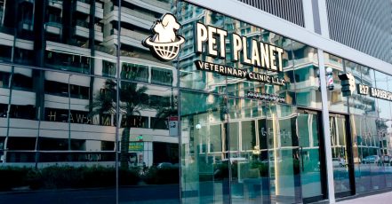Full Grooming For Cat Or Small Dog, Medium, Large, Or Extra Large Dog Dubai TMLH.com Special Offers, Deals & Discounts in Turkey