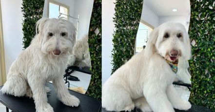 Full Grooming For Furry Friends – Cat, Small, Or Medium Dog Dubai TMLH.com Special Offers, Deals & Discounts in Turkey