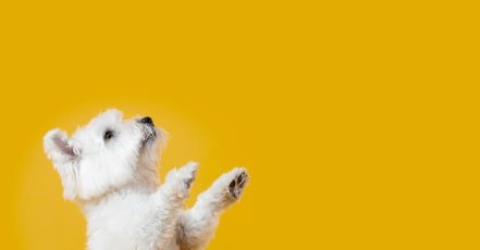 Full Grooming Service – Cat Or Small, Medium Or Large Dog Package Dubai TMLH.com Special Offers, Deals & Discounts in Turkey