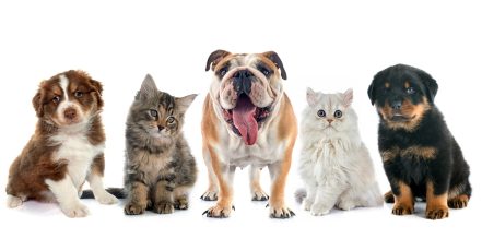 Full Grooming With Haircut At Cute Cat Veterinary Clinic Dubai TMLH.com Special Offers, Deals & Discounts in Turkey