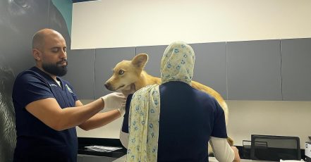 Full-Service Veterinary Solutions For Your Furry Friends Dubai TMLH.com Special Offers, Deals & Discounts in Turkey