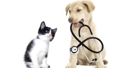 Get Specialized Vet Care For Your Pet At Cute Cat Veterinary Clinic Sharjah & N. Emirates TMLH.com Special Offers, Deals & Discounts in Turkey