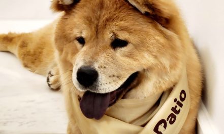 Groom, Grin, And Wag: Unleash Pet Paradise Dubai TMLH.com Special Offers, Deals & Discounts in Turkey