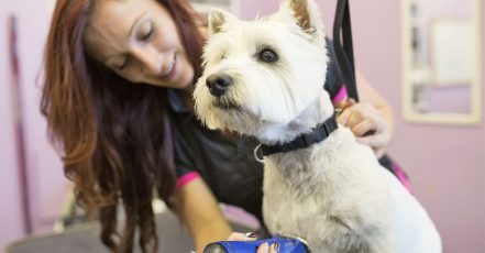 Grooming – Pet Abu Dhabi TMLH.com Special Offers, Deals & Discounts in Turkey