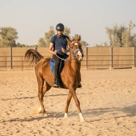 Horse Riding At Mleiha Arena – Sports Events TMLH.com Special Offers, Deals & Discounts in Turkey