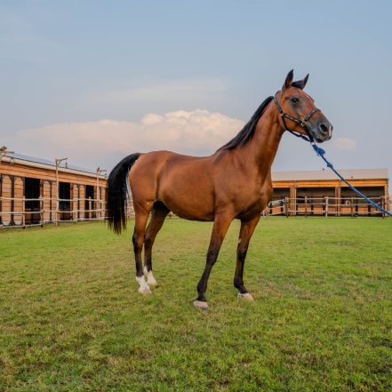 Horse Riding at Al Marmoom Oasis With Transfer – Desert safaris TMLH.com Special Offers, Deals & Discounts in Turkey