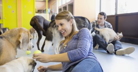 Kennel / Boarding Abu Dhabi TMLH.com Special Offers, Deals & Discounts in Turkey