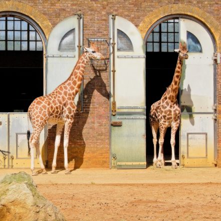 London Zoo: Entry Ticket – Recently Added Experiences TMLH.com Special Offers, Deals & Discounts in Turkey