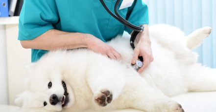 Medical Checkup And Anti-Flea Medication Or Deworming For Pets Dubai TMLH.com Special Offers, Deals & Discounts in Turkey