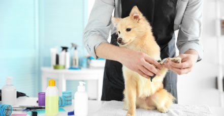 Pamper Your Furry Friends With Top-Notch Grooming For Dogs And Cats! Dubai TMLH.com Special Offers, Deals & Discounts in Turkey