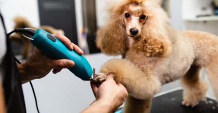 Pamper Your Pets: Basic And Full Grooming Dubai TMLH.com Special Offers, Deals & Discounts in Turkey