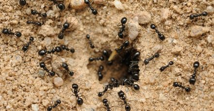 Pest Control Service – General Dubai TMLH.com Special Offers, Deals & Discounts in Turkey