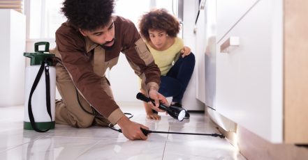 Pest Control Treatment For Kitchen, Bedroom, Living Room, Studio Flat Dubai TMLH.com Special Offers, Deals & Discounts in Turkey