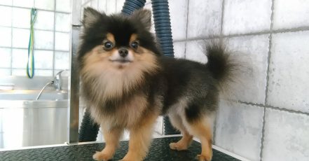 Pet Grooming Package At Sweet Grooming Pet Salon Abu Dhabi TMLH.com Special Offers, Deals & Discounts in Turkey