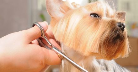 Pet – Grooming / Salon Dubai TMLH.com Special Offers, Deals & Discounts in Turkey